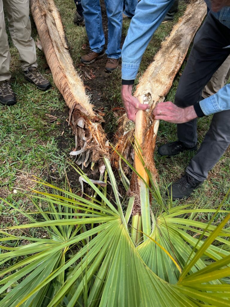 Cabbage Palm Heart