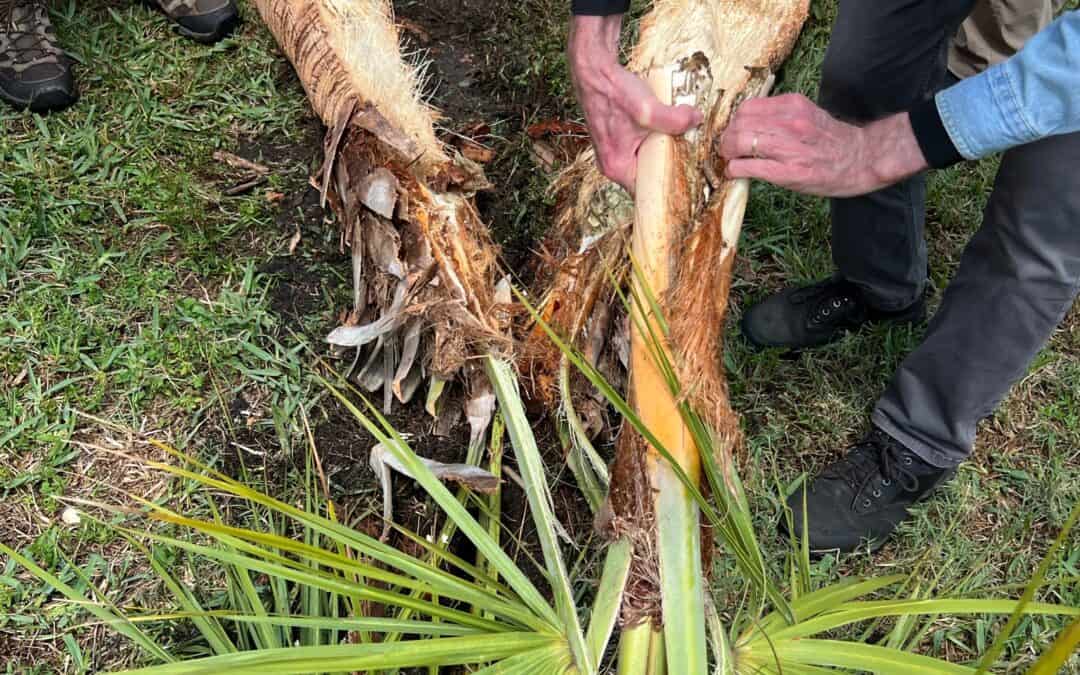 Dissecting A Florida Sabal Palm & Preparing The Palm Cabbage To Eat