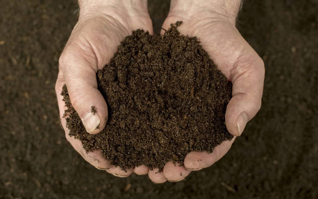 The Importance of Soil